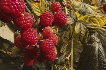 raspberry, raspberry branch, many red berries, ripe berries