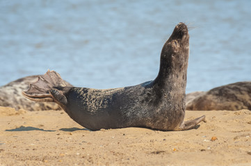 young seal basking in sunshine on a sandy beach