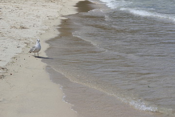 seagull on the beach