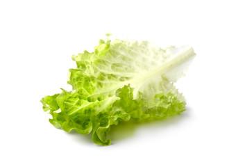 Green leaf lettuce on white background