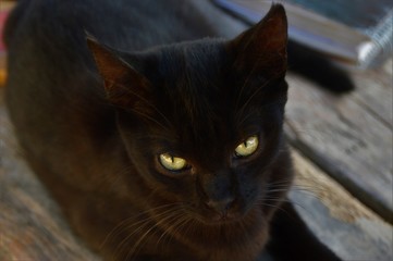 Gato negro de mirada penetrante