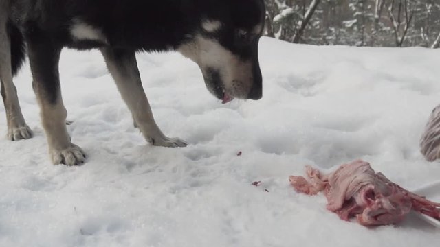 Stray Homeless Hungry Dog. Stray Dog Eating Bone. Homeless Dog Eating Food. Lonely Sad Dog. Stray Dog In Forest. Lonely Dog.