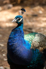 Fototapeta premium Peacock in the natural island of lokrum, Croatia