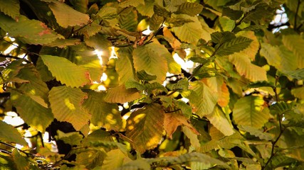 Close-up of faded yellow-green leaves through which the sun shines