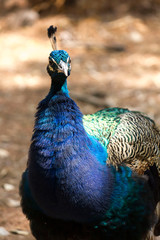 LOKRUM, CROATIA - AUGUST 22 2017: Close up of a blue peacock in the island of Lokrum, Croatia