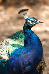 LOKRUM, CROATIA - AUGUST 22 2017: Close up of a blue peacock in the island of Lokrum, Croatia