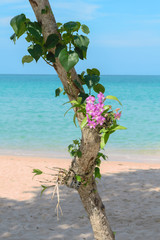 Violet orchids growing on a tree on a beach in Thailand. Tropical flowers with sea and sky in the background.