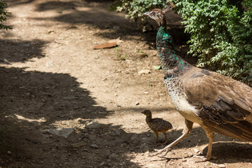 LOKRUM, CROATIA - AUGUST 22 2017: young peacock with its mum in the island of Lokrum, Croatia
