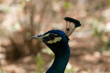 LOKRUM, CROATIA - AUGUST 22 2017: Head close up of a blue peacock