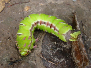 green caterpillar