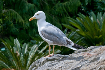 Vogelsolitär