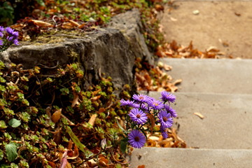 Aster purple