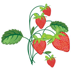 Vector illustration of a branch of red ripe strawberries with green leaves isolated on white background