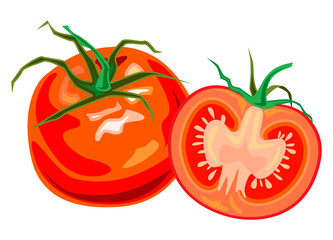 Fresh, juicy beautiful tomato and its half with green vine isolated on white background. Vector illustration