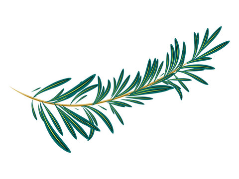 Vector illustration of green rosemary branch isolated on white background