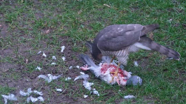 Female sparrow Hawk eating recently killed feral pigeon.
