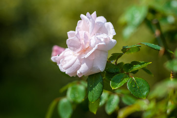 White Rose flower with raindrops. Nature. close up