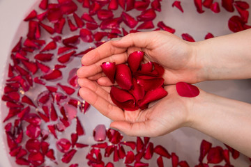 Valentines day surprise, close up woman holding red rose petals in hands,selfcare homespa