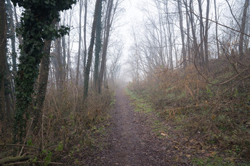 Narrow Path in a Foggy Forest on a Cold Winter Day