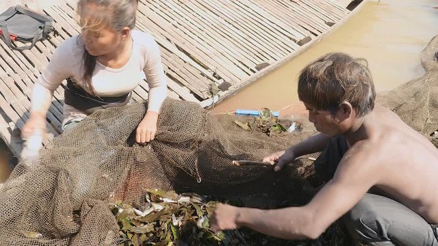 Fishermen (wife and husband) sorting fish catch out from aquatic plants in a fishing net and throwing it in the bottom of a wooden dugout canoe ( close up )