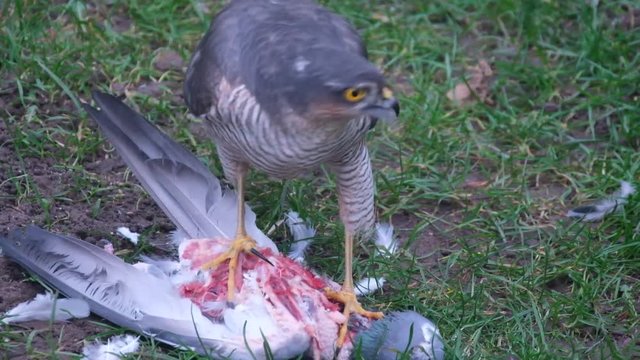 Female sparrow Hawk eating recently killed feral pigeon.