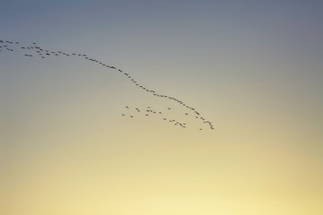 Birds in the sky