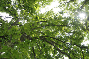 Fototapeta premium Baumdach