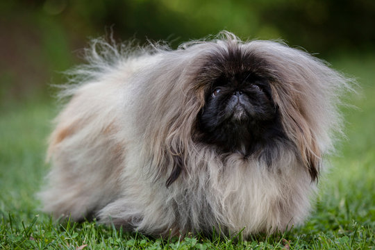 Peluche E Pupazzi In Tessuto Per Cani Prezzo Basso - Foto 4