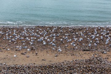 Fototapeta na wymiar Seagulls on a pebble beach