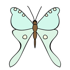 vector, isolated, insect butterfly, alone