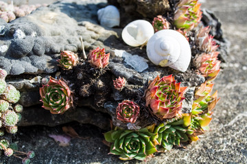 Decorative green flower for design of a landscape. Stone rose. Cactus. Shell of a snail. Dendrarium. Succulent.