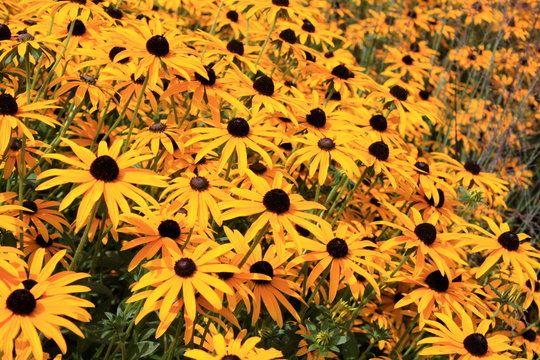 leuchtend gelber Sonnenhut / Rudbeckia