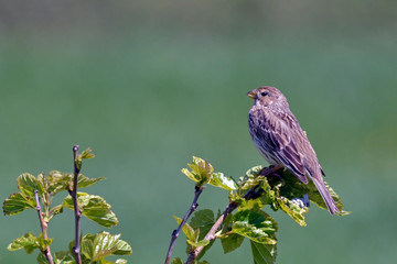 Corn Bunting - Miliaria calandra, Crete, Greece