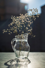 on a table in a transparent jug without water is a sprig of gypsophila, the sun shines from behind