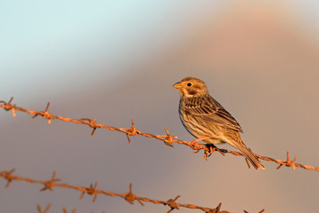Corn Bunting - Miliaria calandra, Crete, Greece