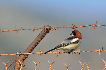 Woodchat Shrike (Lanius senator), Crete 