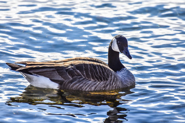 canada goose on water