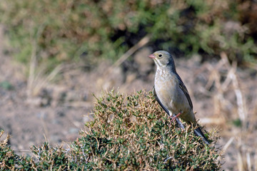 Ortolan Bunting (Emberiza hortulana), Crete