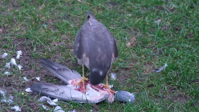 Female sparrow Hawk eating recently killed feral pigeon.