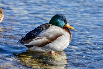 duck in water