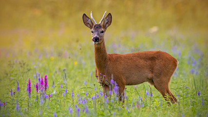 Roe deer, capreolus capreolus, buck in summer on a meadow full of flowers. Roebuck at sunset. Wild animal in natural environment. Cute wild male deer.