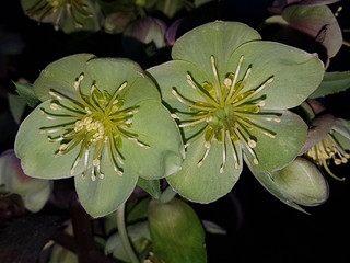 Большой зеленый цветок в весеннем саду крупным планом 