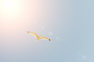Seagull flying in the blue sky over the sea.