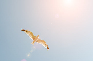 Seagull flying in the blue sky over the sea.