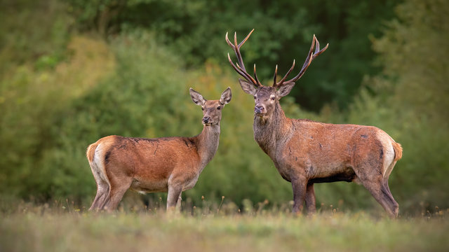Red deer, cervus elpahus, couple in autum during mating season. Male and female of wild animals in natural environment. Love between animals.