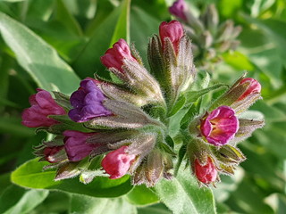 Мелкие красные цветы в весеннем саду крупным планом 