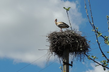 Большой  белый  аист  в гнезде  на фоне синего неба 