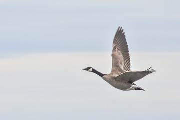 canadian goose