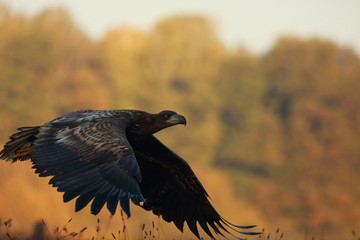 White tailed eagle (Haliaeetus albicilla). Autumn White tailed eagle.