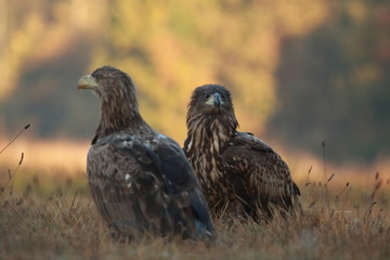 White tailed eagle (Haliaeetus albicilla). Autumn White tailed eagle.